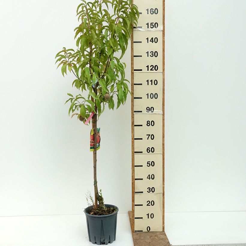Prunus persica Sanguine - Peach Tree 7.5L/10L pot, Goblet sample as delivered in summer