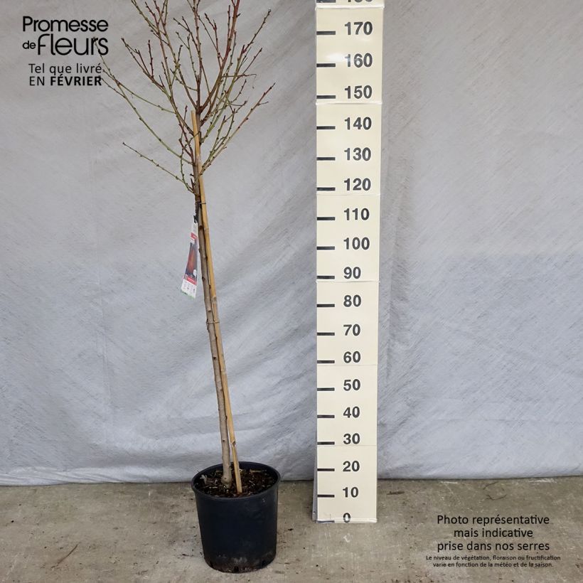 Prunus persica Redhaven - Peach Tree 7.5L/10L pot, Half standard sample as delivered in winter