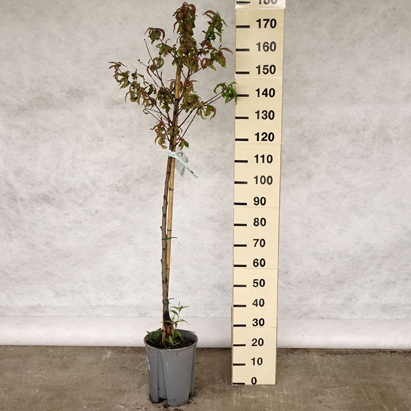 Prunus persica Redhaven - Peach Tree 7.5L/10L pot, Half standard sample as delivered in spring