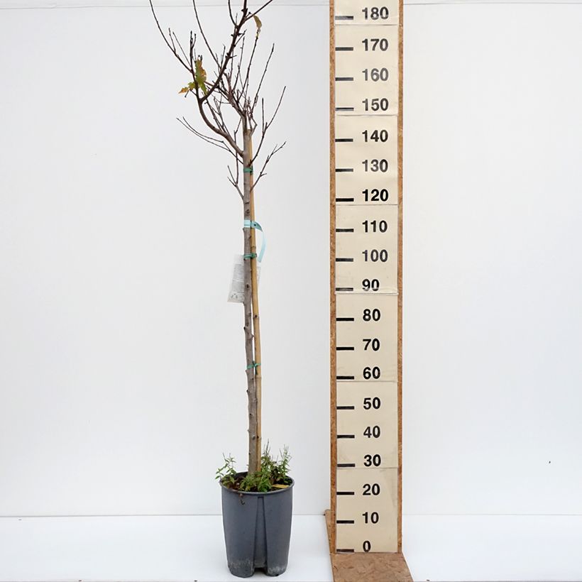 Prunus persica Redwing - Peach Tree 7.5L/10L pot, Half standard sample as delivered in autumn