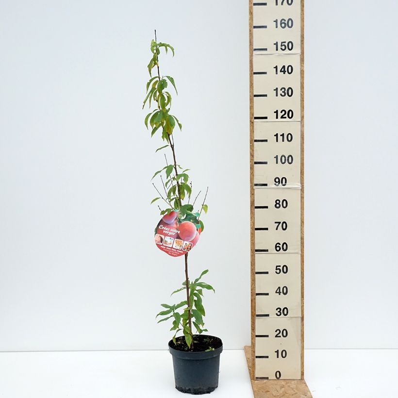 Prunus persica Queen of Orchards - Peach Tree 7.5L/10L pot, Goblet sample as delivered in summer