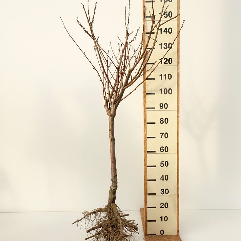 Prunus persica Queen of Orchards - Peach Tree Bare root, Goblet sample as delivered in winter
