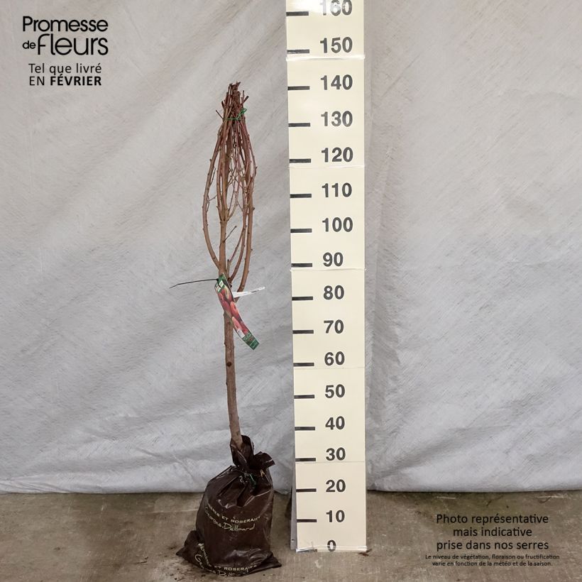 Prunus persica Sanguine de Savoie Peach - Peach Tree Ready-to-plant root ball, Goblet sample as delivered in winter