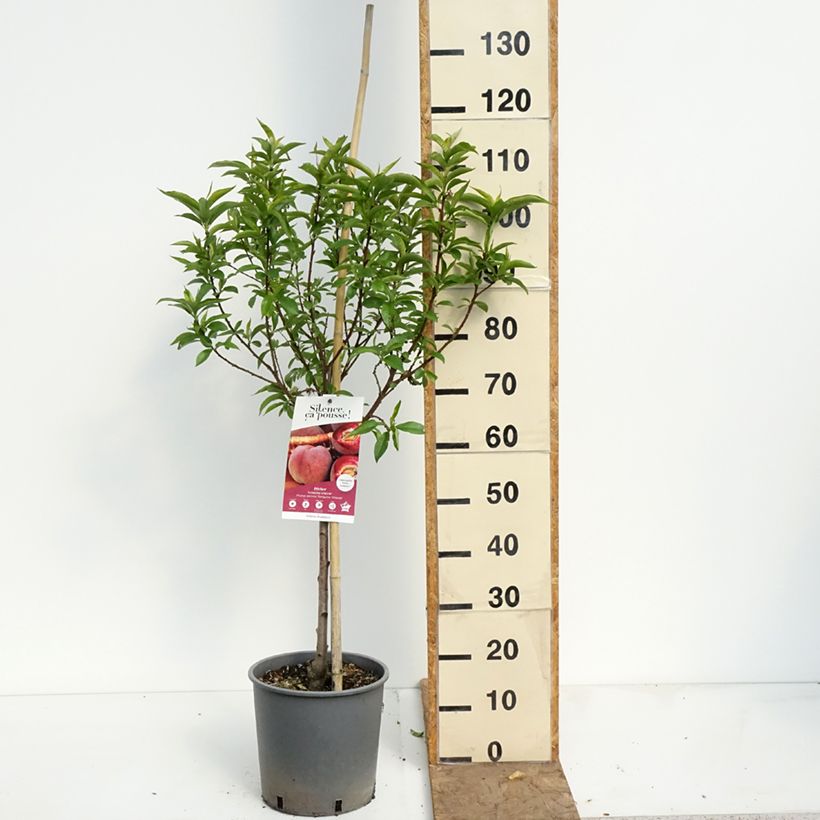 Prunus persica Sanguine - Vineyard Peach Tree 7.5L/10L pot, Goblet sample as delivered in spring
