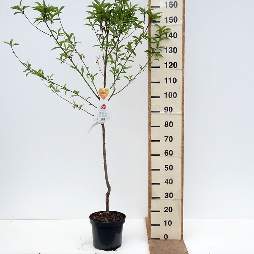 Prunus persica Saturn - Flat Peach Tree 7.5L/10L pot sample as delivered in spring