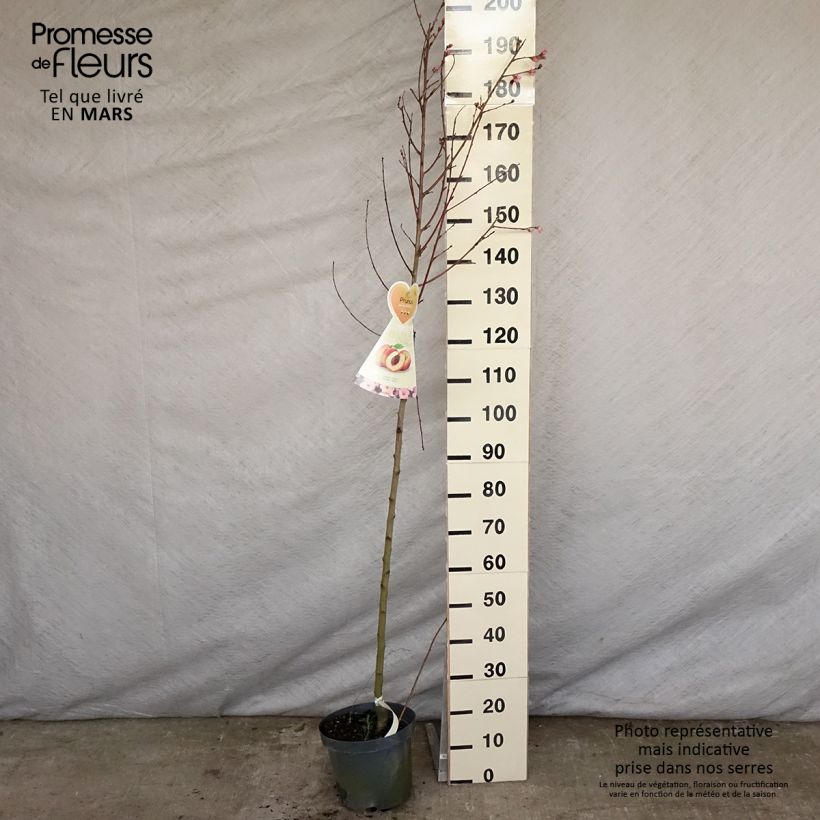 Prunus persica Suncrest - Peach Tree 7.5L/10L pot, Half standard sample as delivered in spring