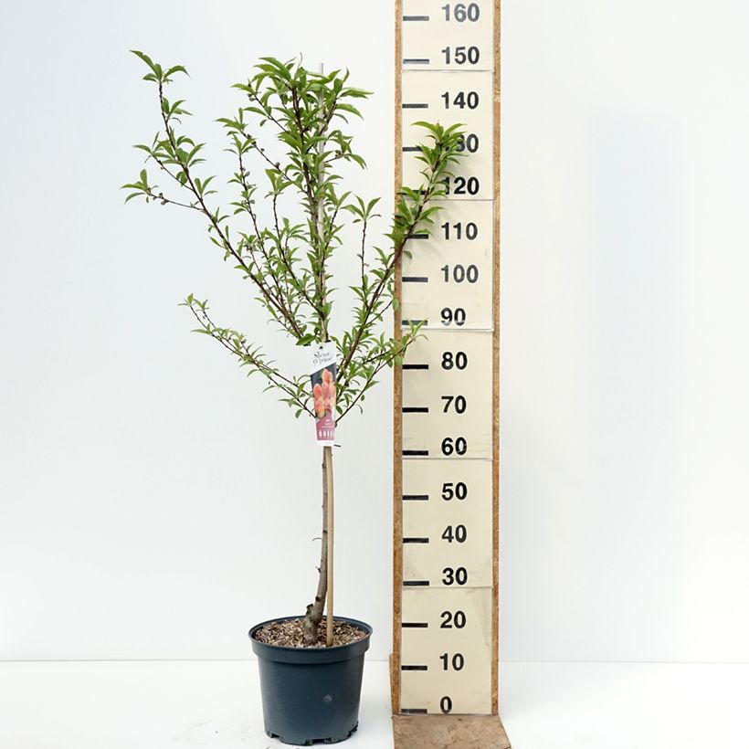 Prunus persica Teton de Venus - Peach Tree 7.5L/10L pot, Goblet sample as delivered in spring