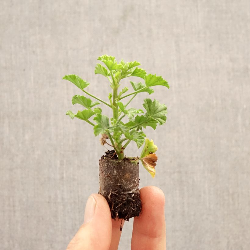 Pelargonium crispum Angel Eyes Bicolor Purple White Plug plant 3/4cm sample as delivered in spring