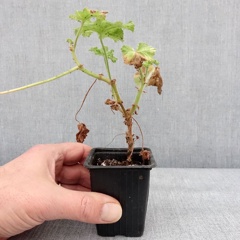 Pelargonium Atomic Snowflake 7/8 cm pot sample as delivered in winter