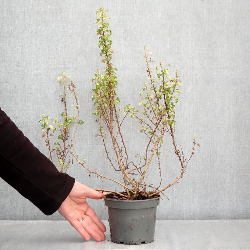 Pelargonium crispum 'Peach Cream' 1.5L/2L pot sample as delivered in winter