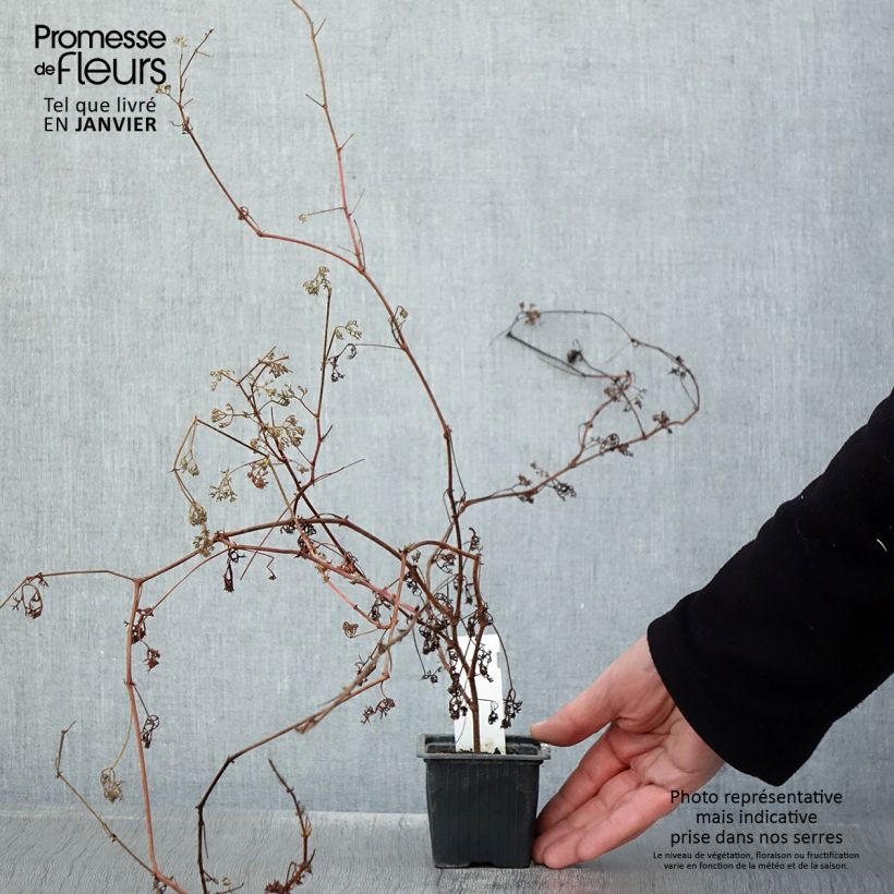 Pelargonium fruticosum 8/9 cm pot sample as delivered in winter