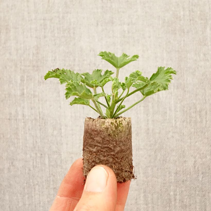 Pelargonium Mosquitaway Louise Plug plant 3/4cm sample as delivered in spring