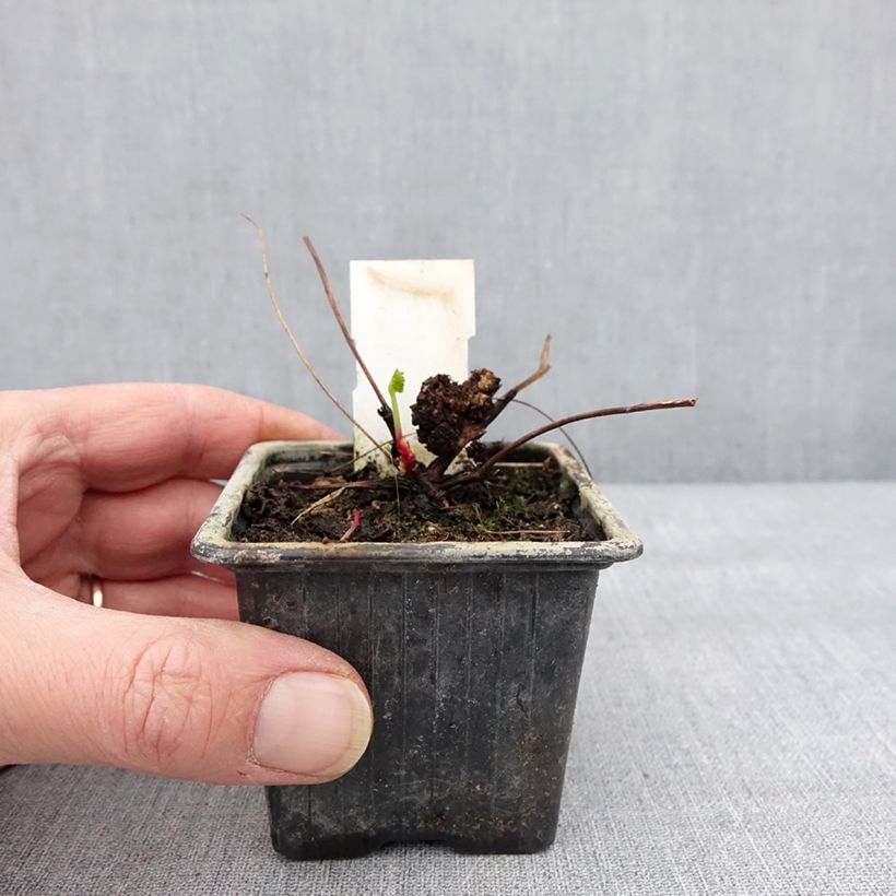 Pelargonium grossularioides  8/9 cm pot sample as delivered in winter