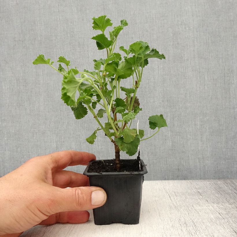 Pelargonium nervosum Cola Bottles 8/9 cm pot sample as delivered in spring