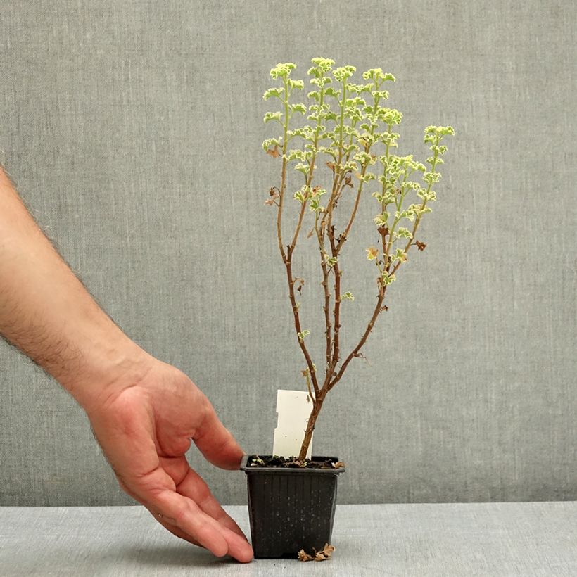 Pelargonium crispum Variegatum 7/8 cm pot sample as delivered in summer