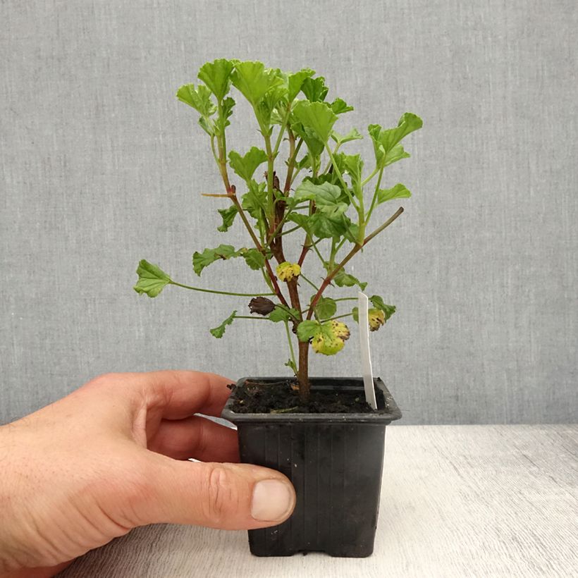 Pelargonium Kettlebaston - Regal Geranium 8/9 cm pot sample as delivered in spring