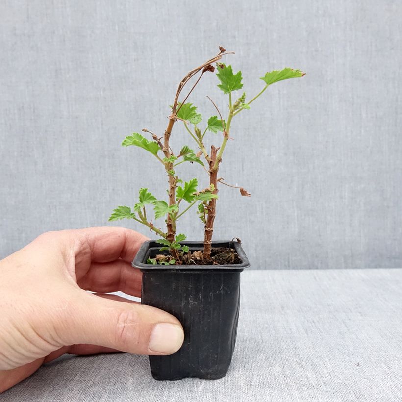 Pelargonium Lemon fancy 7/8 cm pot sample as delivered in spring