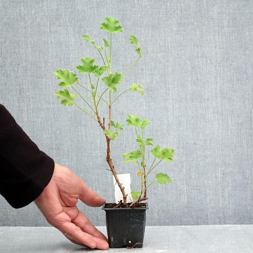 Pelargonium capitatum Pink Capricorn 8/9 cm pot sample as delivered in autumn
