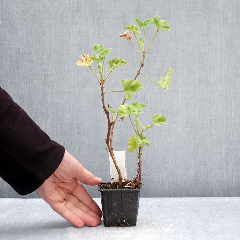 Pelargonium capitatum Pink Capricorn 8/9 cm pot sample as delivered in winter