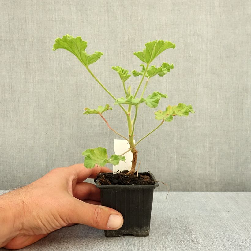 Pelargonium Purple Unique 8/9 cm pot sample as delivered in summer