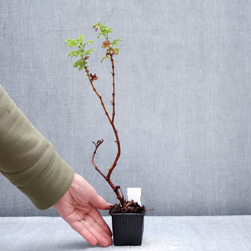 Pelargonium quercifolium Royal Oak 8/9 cm pot sample as delivered in winter