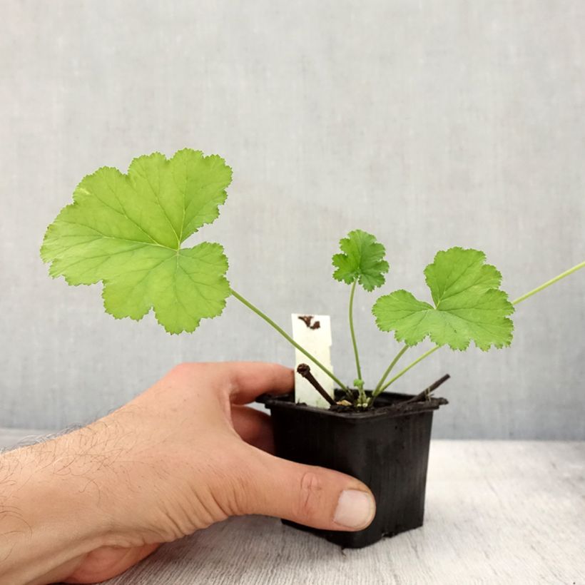 Pelargonium odoratissimum 8/9 cm pot sample as delivered in autumn