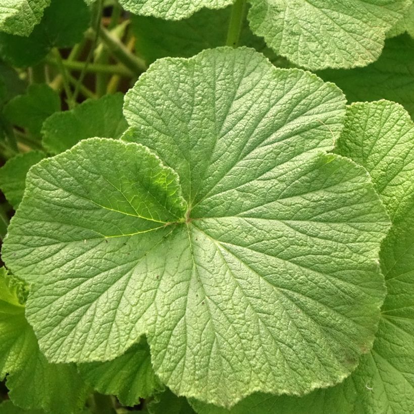 Pelargonium papilionaceum (Foliage)
