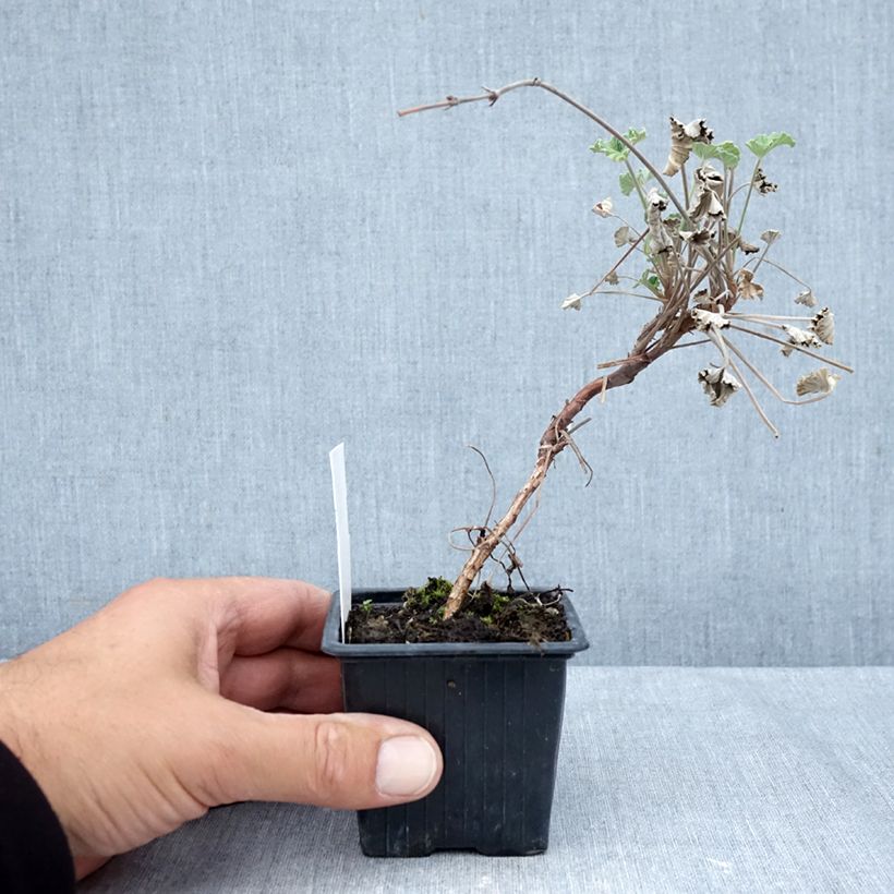 Pelargonium sidoides  8/9 cm pot sample as delivered in autumn