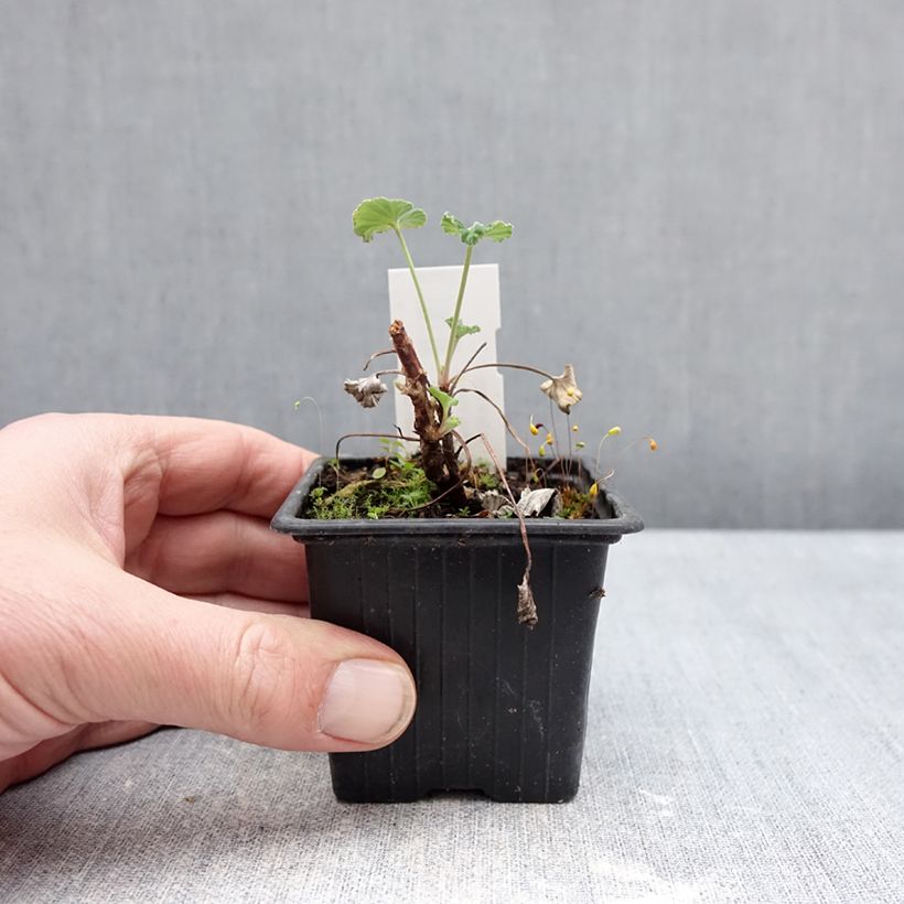 Pelargonium sidoides  8/9 cm pot sample as delivered in winter