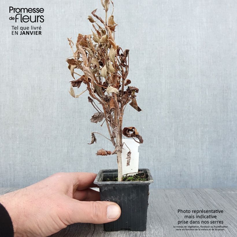 Pelargonium tricuspidatum 8/9 cm pot sample as delivered in winter