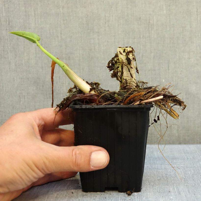 Peltandra virginica 8/9 cm pot sample as delivered in autumn