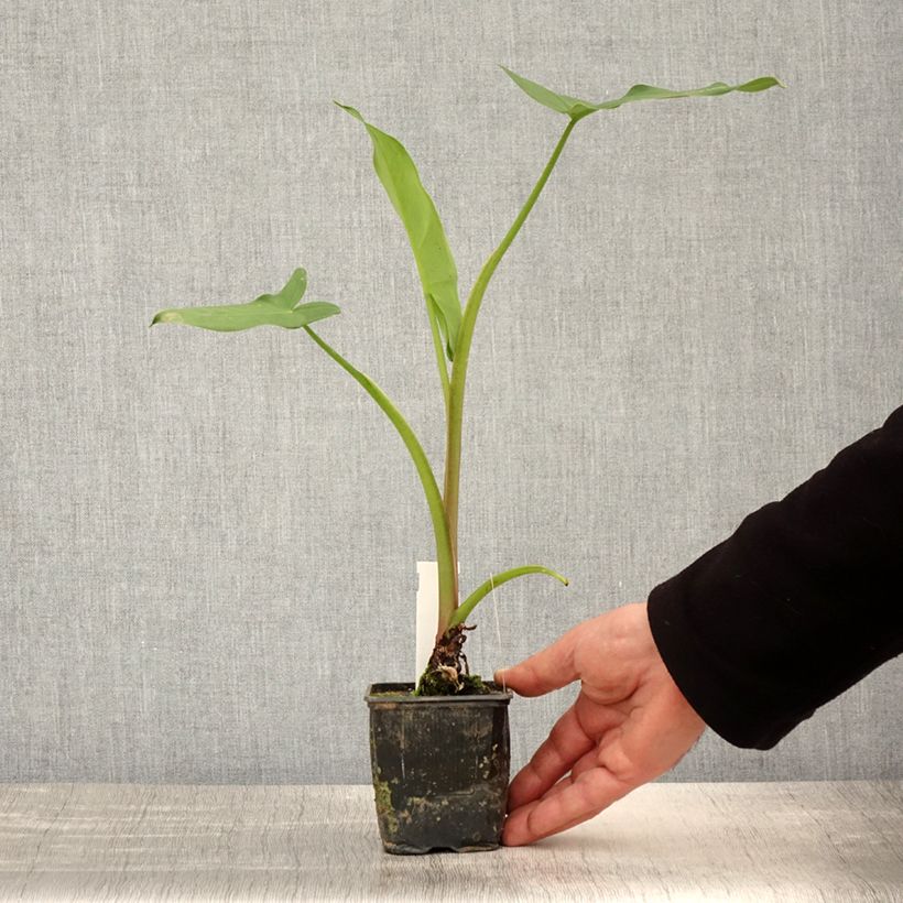 Peltandra virginica 8/9 cm pot sample as delivered in spring