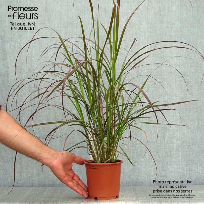 Pennisetum advena Rubrum - Purple Fountain Grass 1L/1.5L pot sample as delivered in summer