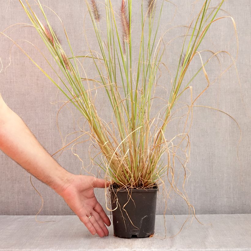 Pennisetum alopecuroides f. viridescens - Chinese Fountain Grass 2L/3L pot sample as delivered in summer
