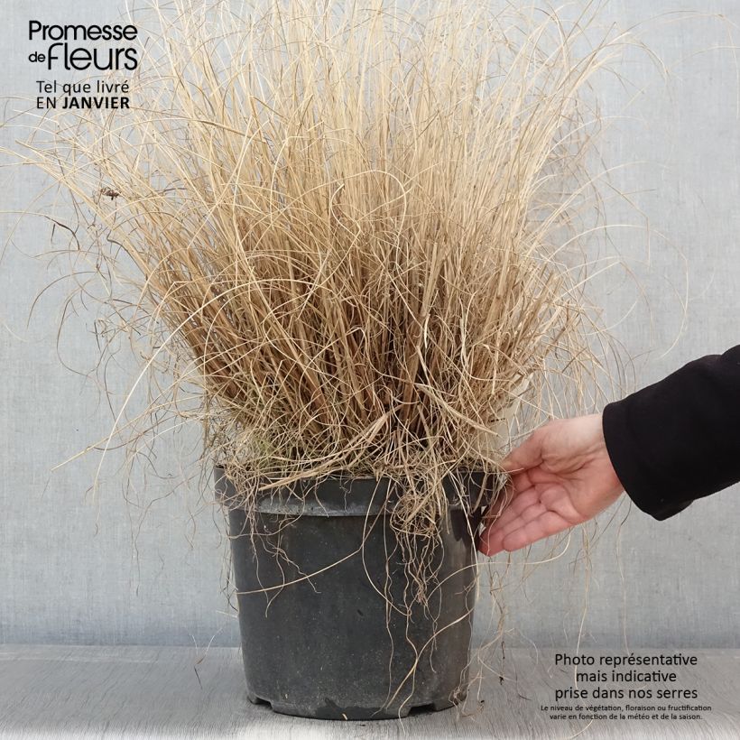 Pennisetum alopecuroides Hameln - Chinese Fountain Grass 7.5L/10L pot sample as delivered in winter
