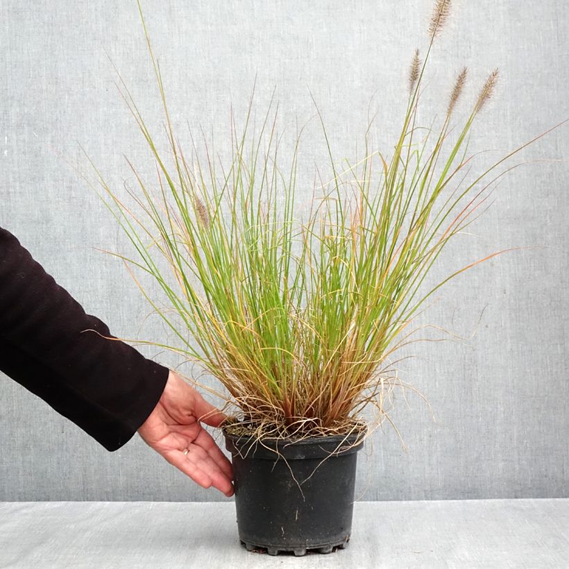 Pennisetum alopecuroides Hameln - Chinese Fountain Grass 3L/4L pot sample as delivered in autumn