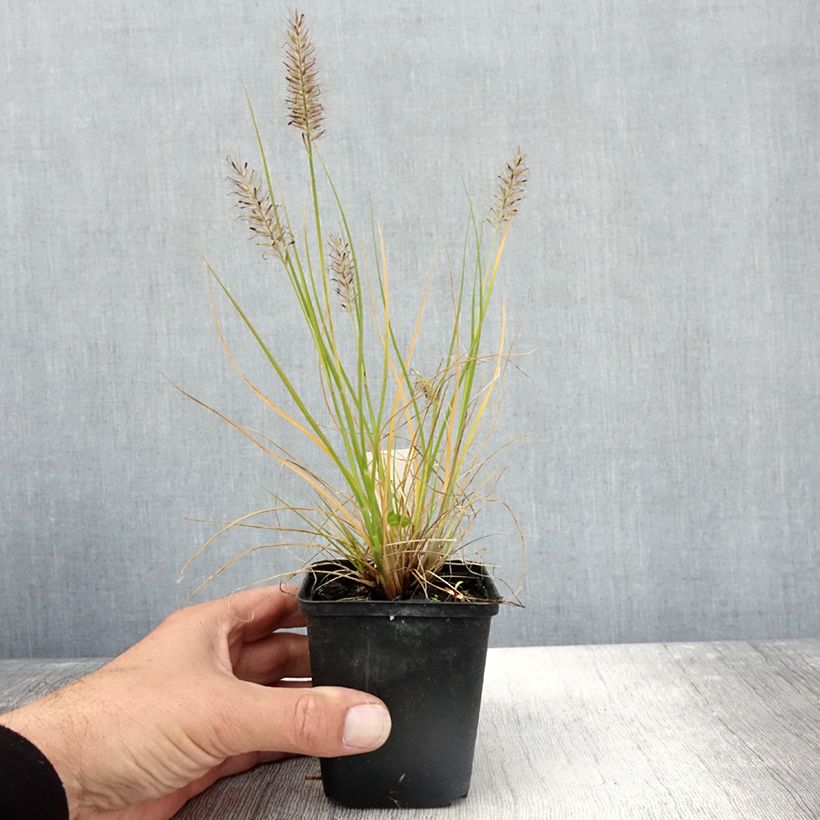 Pennisetum alopecuroides Lumen Gold - Chinese Fountain Grass 8/9 cm pot sample as delivered in autumn