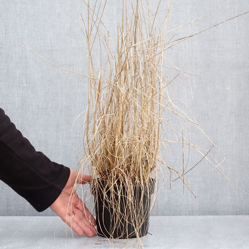 Pennisetum alopecuroïdes National Arboretum - Chinese Fountain Grass 3L/4L pot sample as delivered in spring