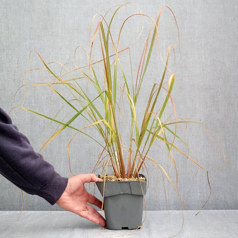 Pennisetum alopecuroïdes 'Red Head' 2L/3L pot sample as delivered in autumn