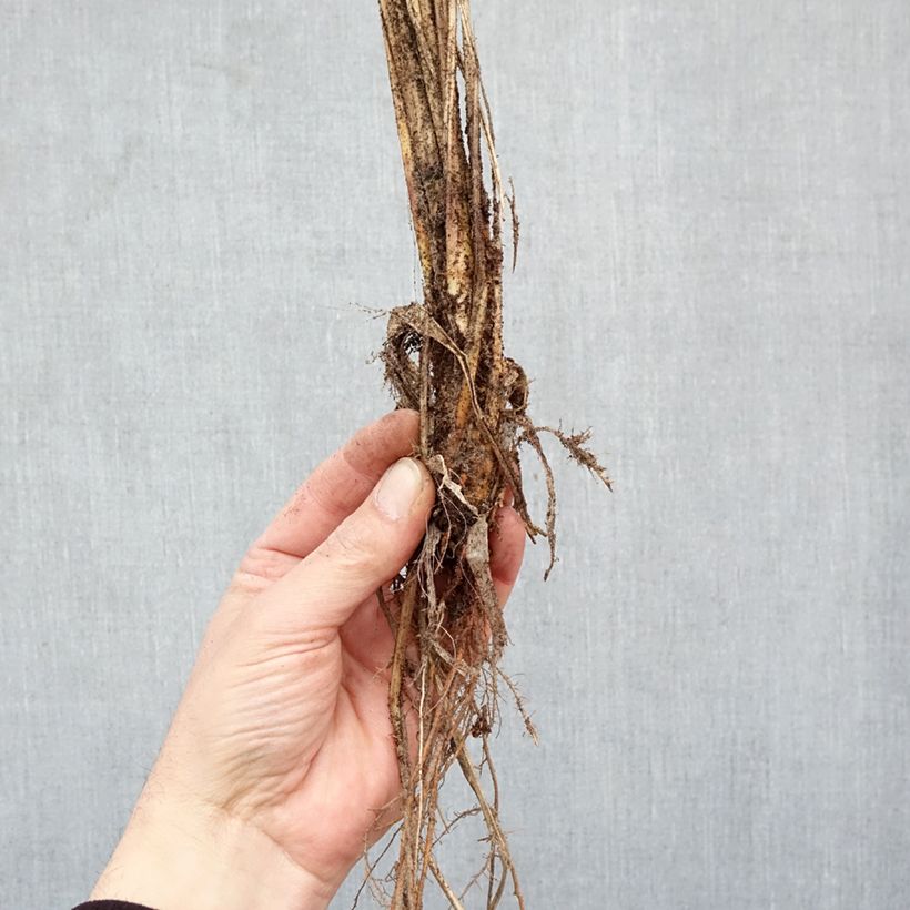 Pennisetum alopecuroïdes 'Red Head' Bare root sample as delivered in winter