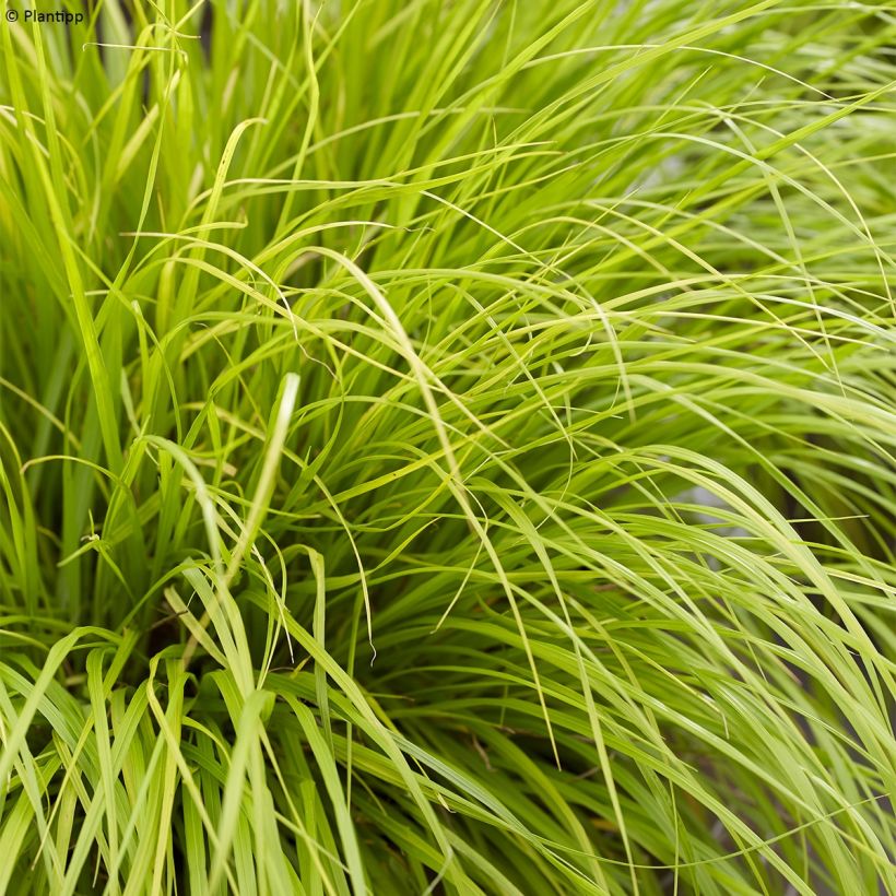 Pennisetum alopecuroides Lumen Gold - Chinese Fountain Grass (Foliage)