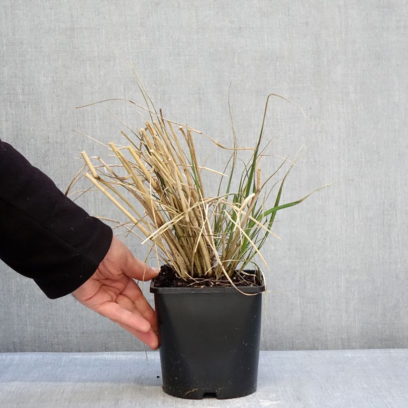 Pennisetum macrourum White Lancer - African feather grass 1.5L/2L pot sample as delivered in winter