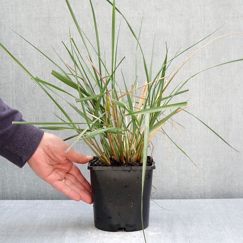 Pennisetum macrourum White Lancer - African feather grass 1.5L/2L pot sample as delivered in spring