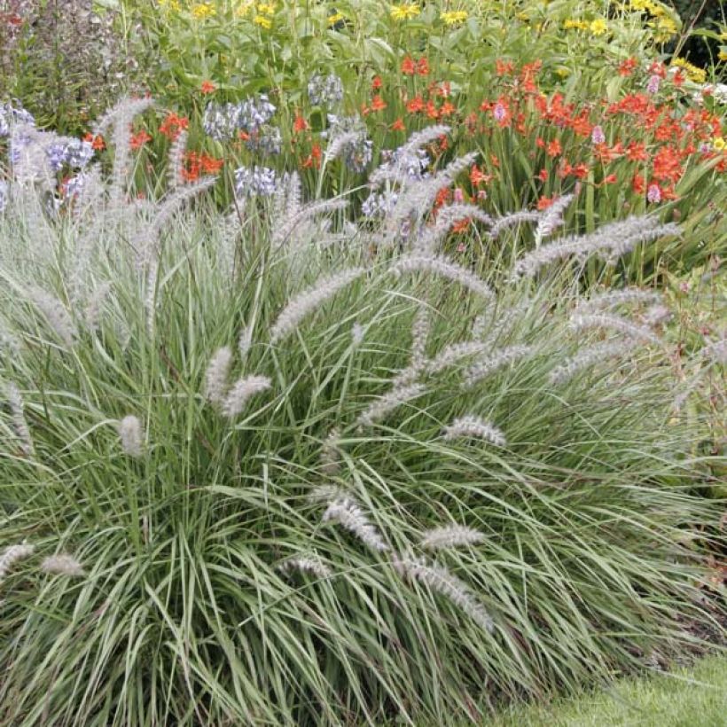 Pennisetum orientale - Oriental Fountain Grass (Plant habit)