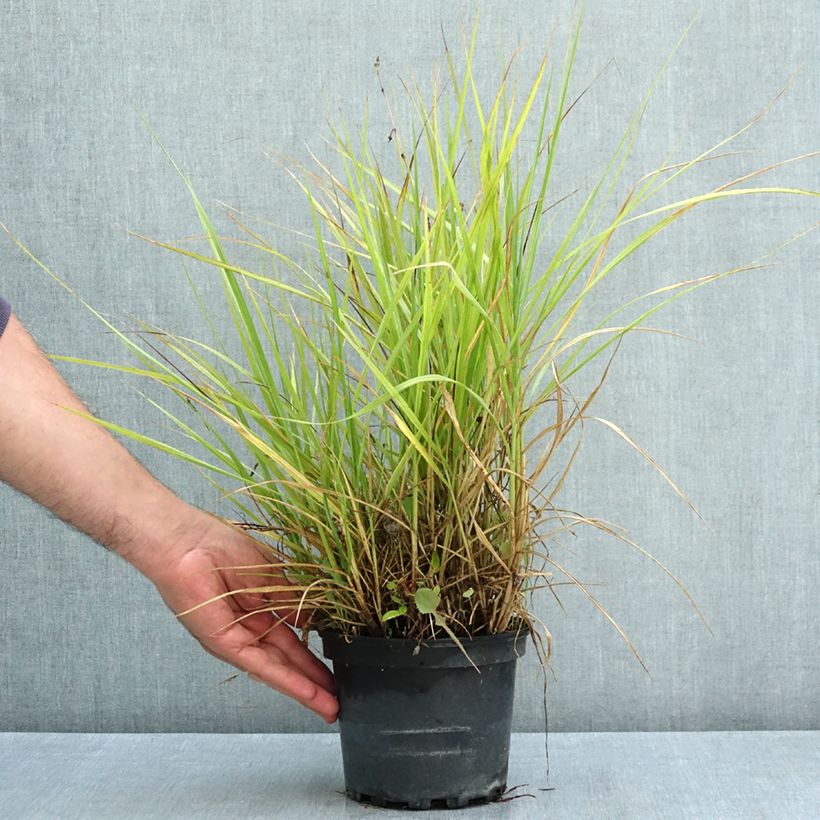 Pennisetum orientale Fairy Tails - Oriental Fountain Grass 2L/3L pot sample as delivered in summer