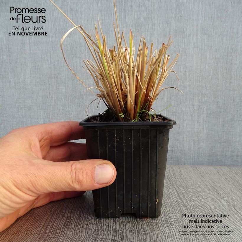 Pennisetum alopecuroides Windy Simonette - Chinese Fountain Grass 8/9 cm pot sample as delivered in autumn