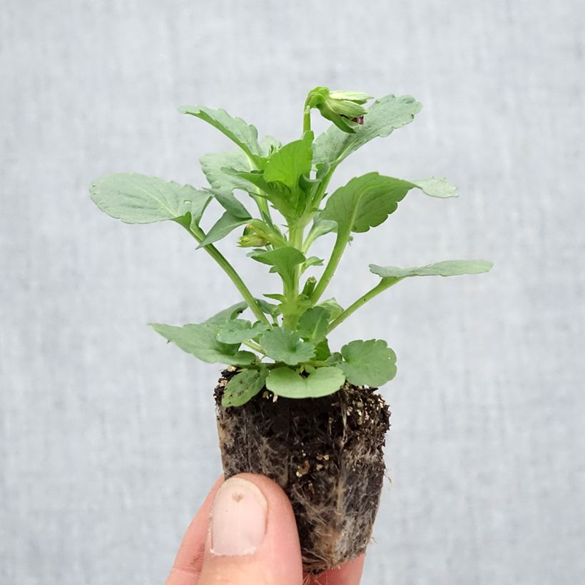 Viola wittrockiana F1 Carrera White Rose Blotch- Swiss Garden Pansy Plug plants 3.8 x 3.2cm - Tray of 16 sample as delivered in autumn