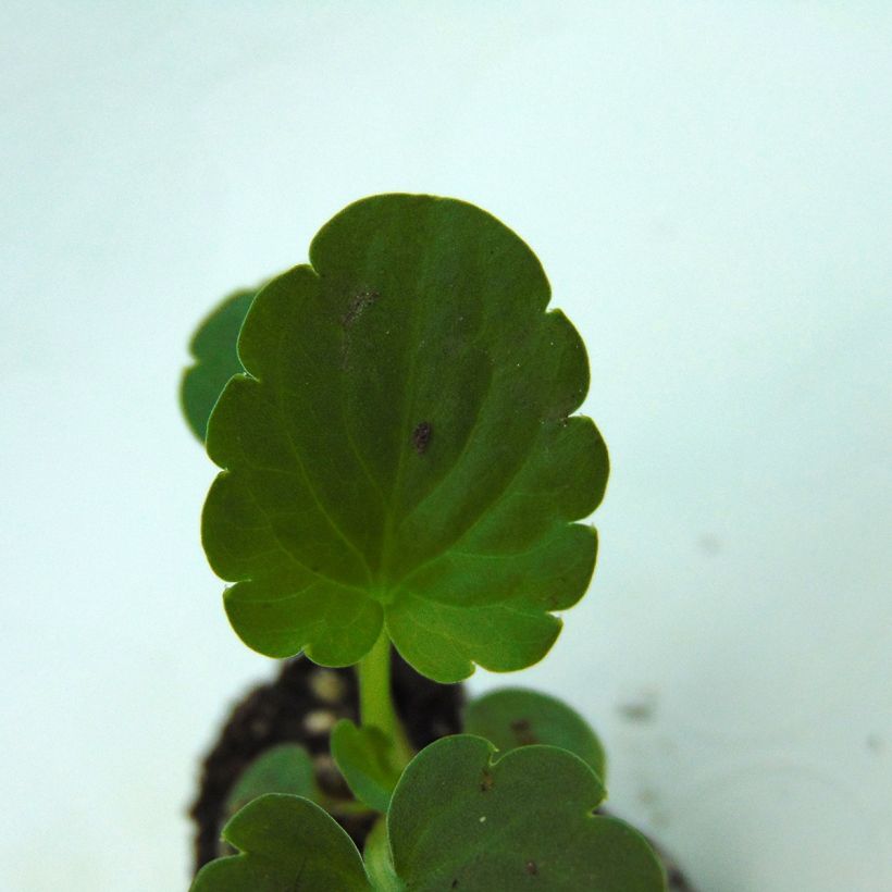 Viola x wittrockiana Inspire Silver Blue - Pansy (Foliage)