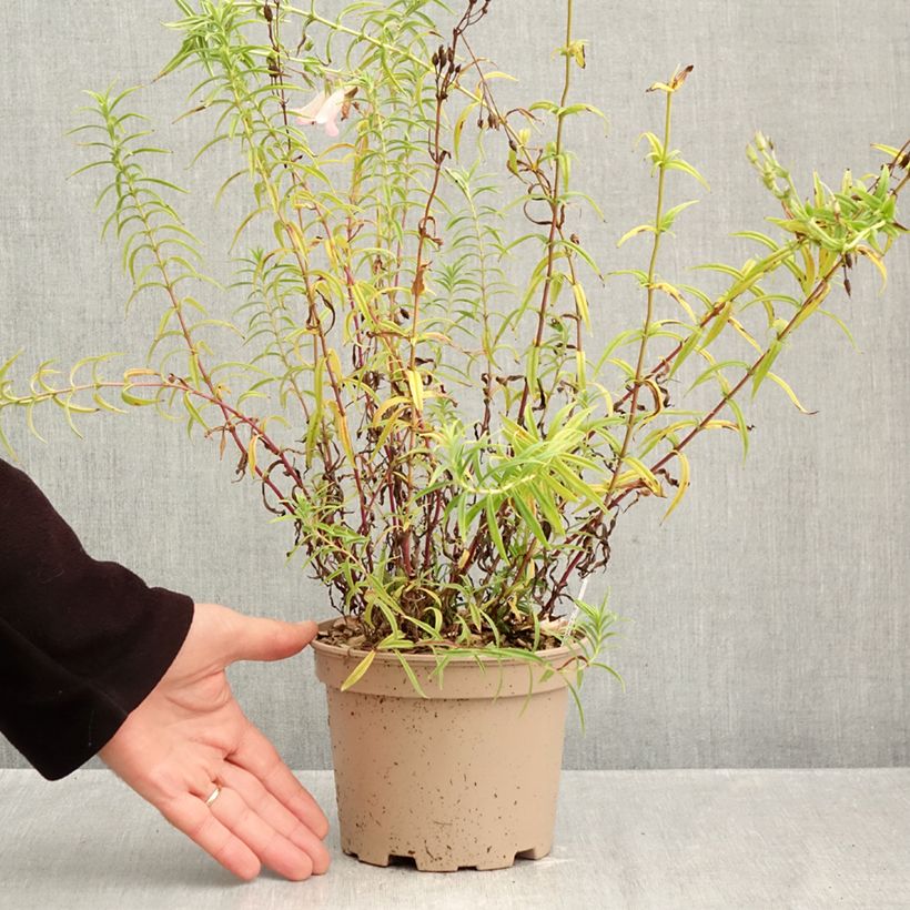 Penstemon Apple Blossom - Beardtongue 2L/3L pot sample as delivered in autumn