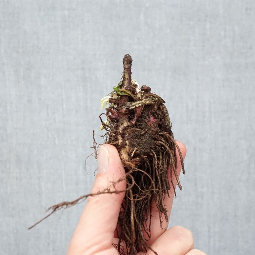 Penstemon digitalis Dark Towers - Foxglove beardtongue Bare root sample as delivered in winter